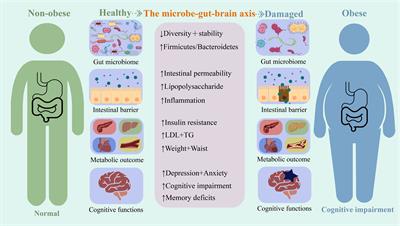 Probiotics therapy show significant improvement in obesity and neurobehavioral disorders symptoms